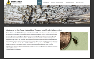 New-Zealand-Mud-Snail